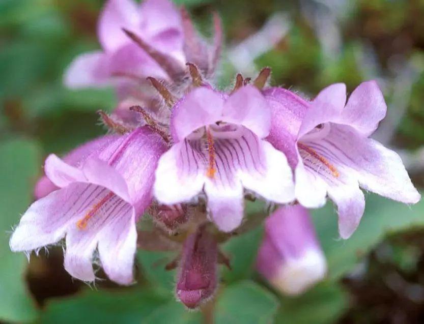 釣鐘柳的繁殖方法詳解，釣鐘柳圖片?