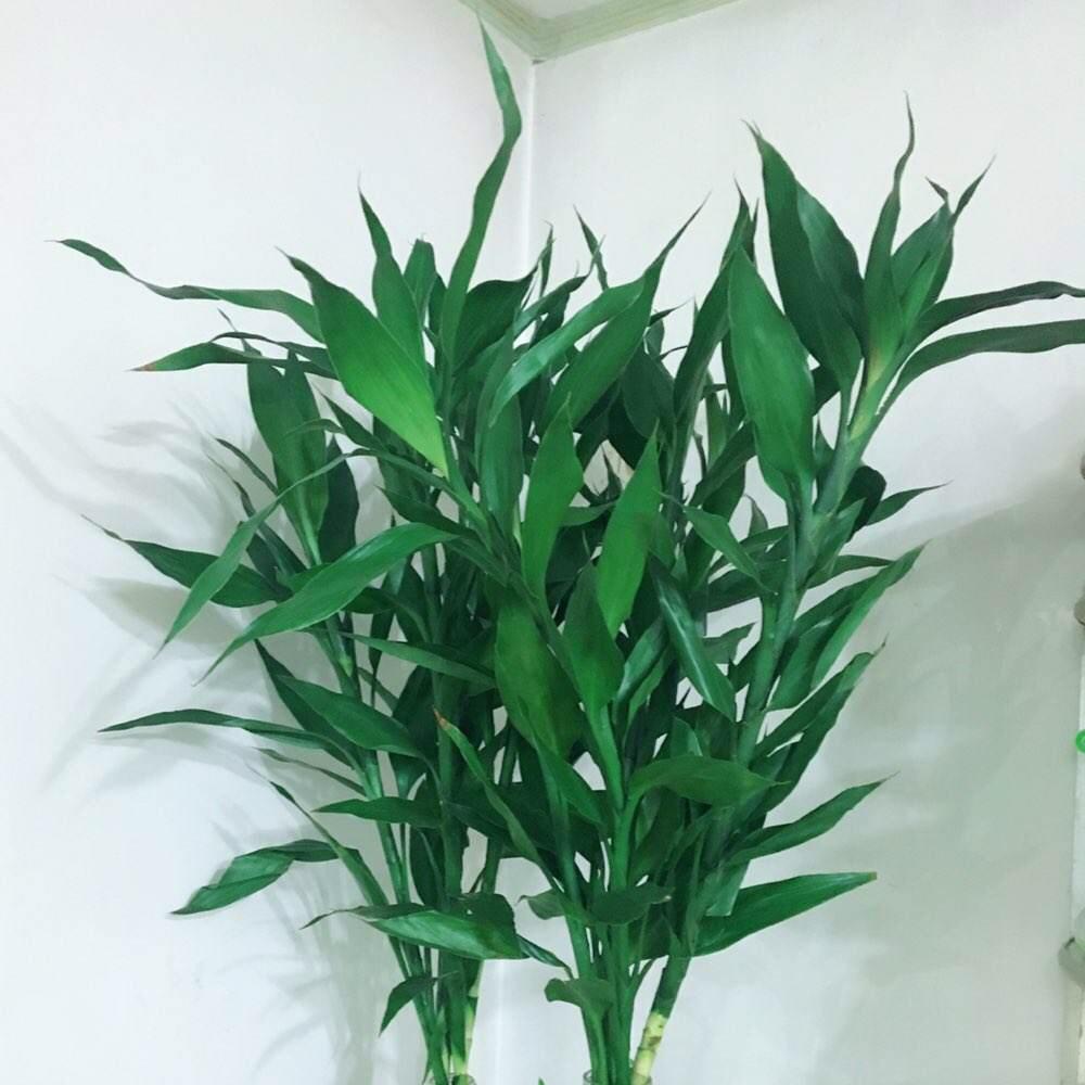 土養富貴竹長(cháng)得太高了怎么辦，土養富貴竹怎么修剪，水培富貴竹可以土養嗎?