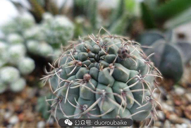 多肉白鳥(niǎo)怎么施肥，白鳥(niǎo)多肉爆盆?