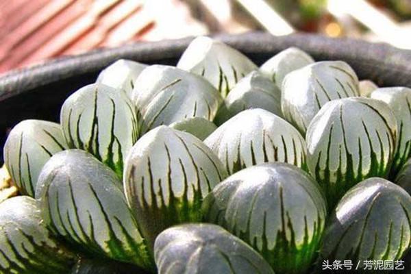 冰燈玉露怎么施肥，10萬(wàn)以上的冰燈玉露?