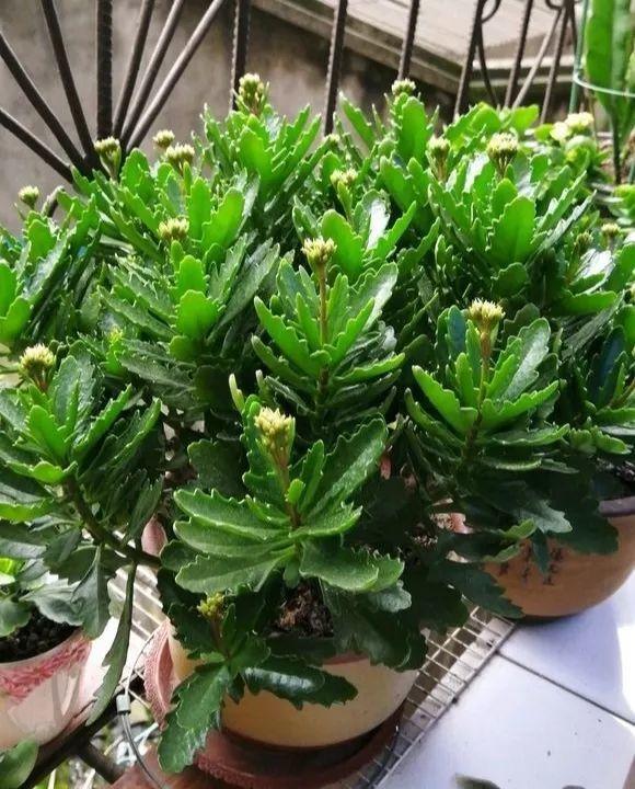 長(cháng)壽花施肥方法，用什么肥好，長(cháng)壽花用什么肥好什么時(shí)候施肥合適?