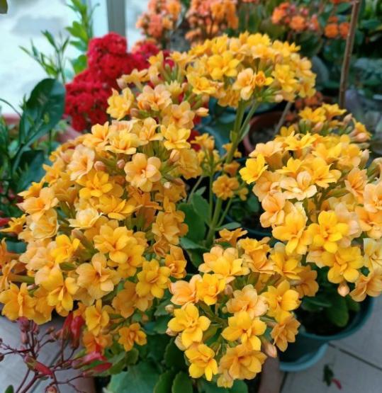 長(cháng)壽花的扦插方法，長(cháng)壽花最佳扦插時(shí)間?