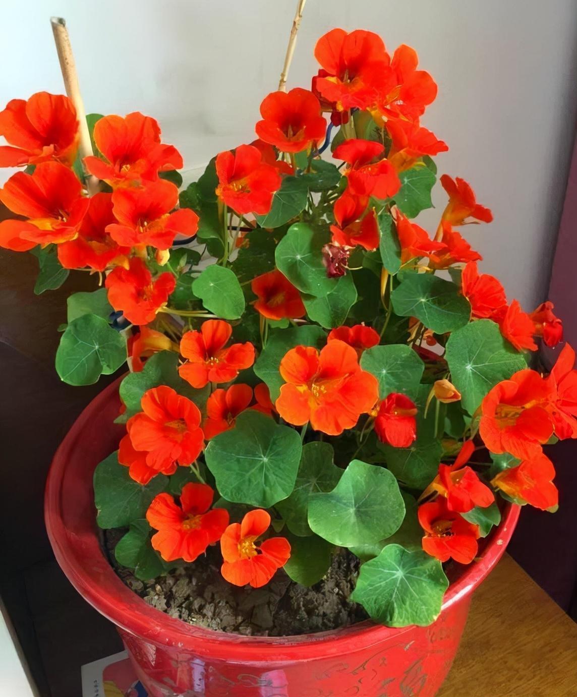 百萬(wàn)小鈴的扦插方法，小木槿扦插多久生根?