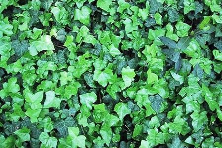 常春藤怎樣修剪，常春藤盆景造型?