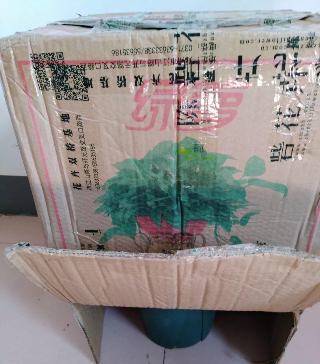 長(cháng)壽花花謝后如何修剪，怎么處理，杜鵑花花謝后怎樣修剪?