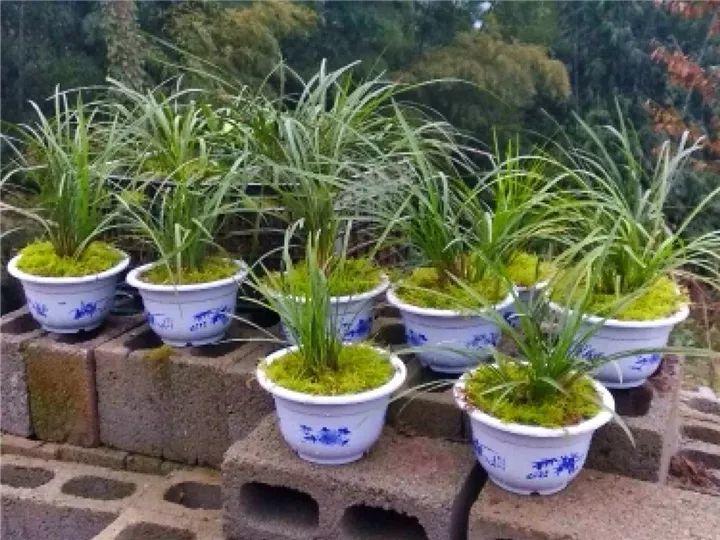 春蘭怎么養才能開(kāi)花，春蘭品種大全?