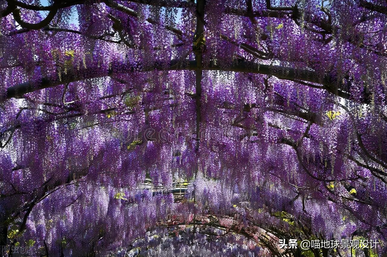 長(cháng)春蔓開(kāi)花嗎，長(cháng)春蔓和常春藤一樣嗎?