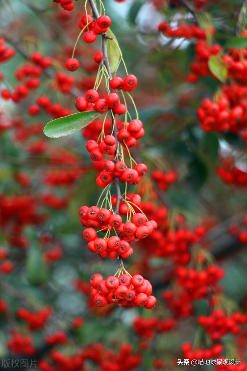 長(cháng)春蔓開(kāi)花嗎，長(cháng)春蔓和常春藤一樣嗎?