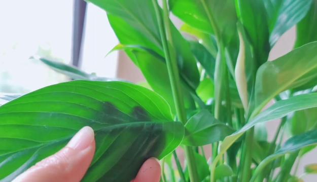 白掌葉子長(cháng)勢茂盛就是不開(kāi)花的原因，形容花草長(cháng)得十分茂盛?