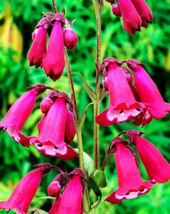 釣鐘柳的繁殖方法詳解，釣鐘柳圖片?