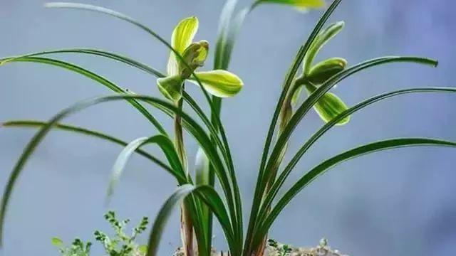 蘭花花苞一直不開(kāi)花的原因和處理方法，帶花苞的蘭花怎樣上盆？