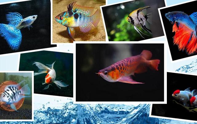 怎么刮魚(yú)鱗不亂飛（一米二魚(yú)缸養多少黑尾大勾）