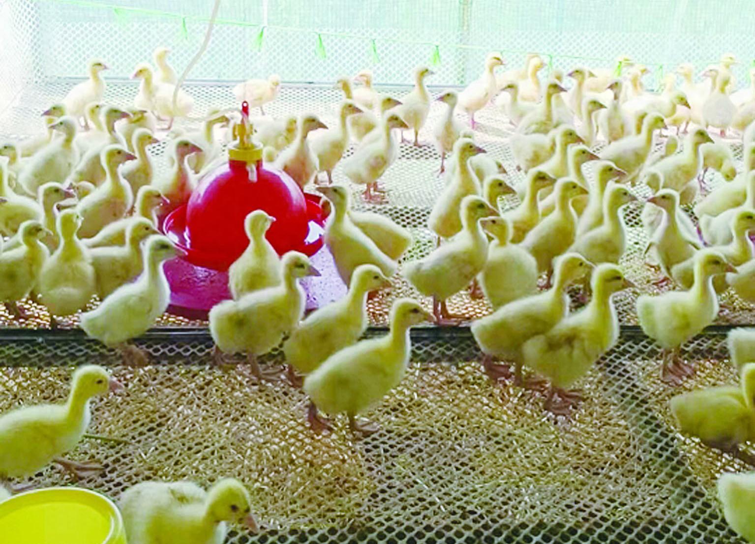 漂流鵝是什么，打造鄉村漂流鵝養殖好品牌