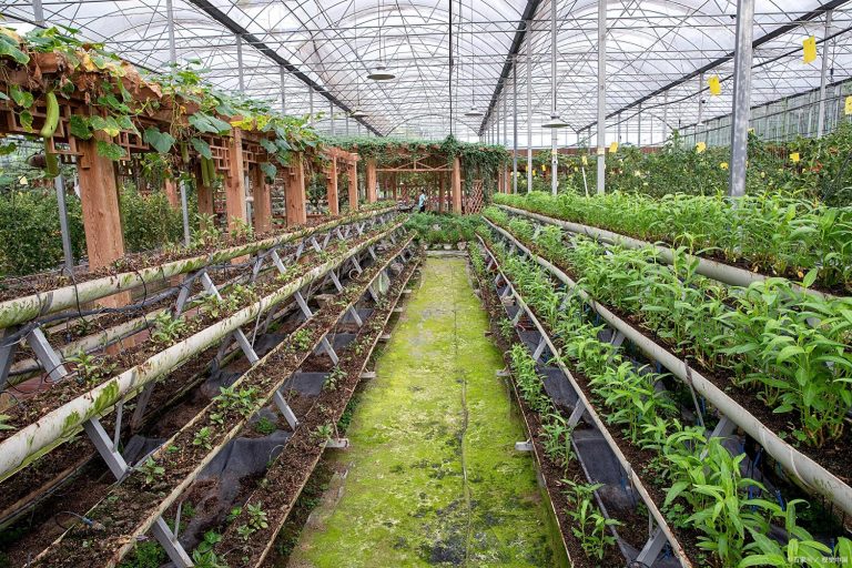 農業(yè)未來(lái)的發(fā)展前景和方向，用三點(diǎn)告訴你