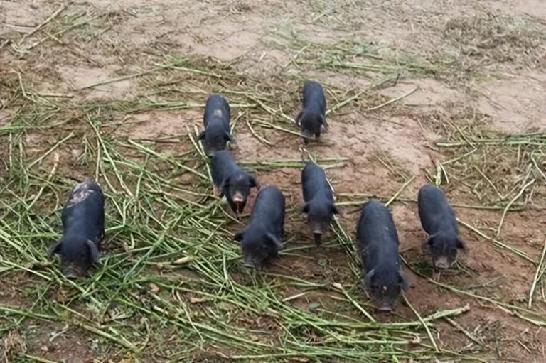 藏香豬養殖前景和利潤行業(yè)分析，利潤高但也存在風(fēng)險