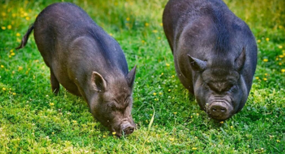 散戶(hù)養殖掙錢(qián)太難了，糾結自己宰還是請人宰