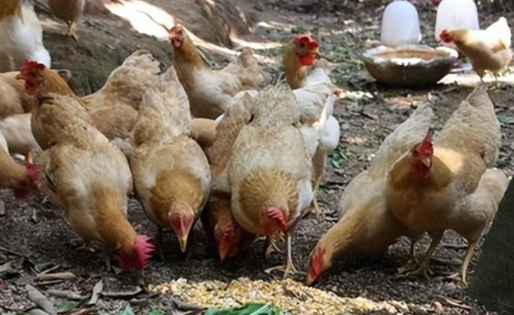 養殖業(yè)投資特小利潤高的項目推薦，附市場(chǎng)需求分析和實(shí)施方法