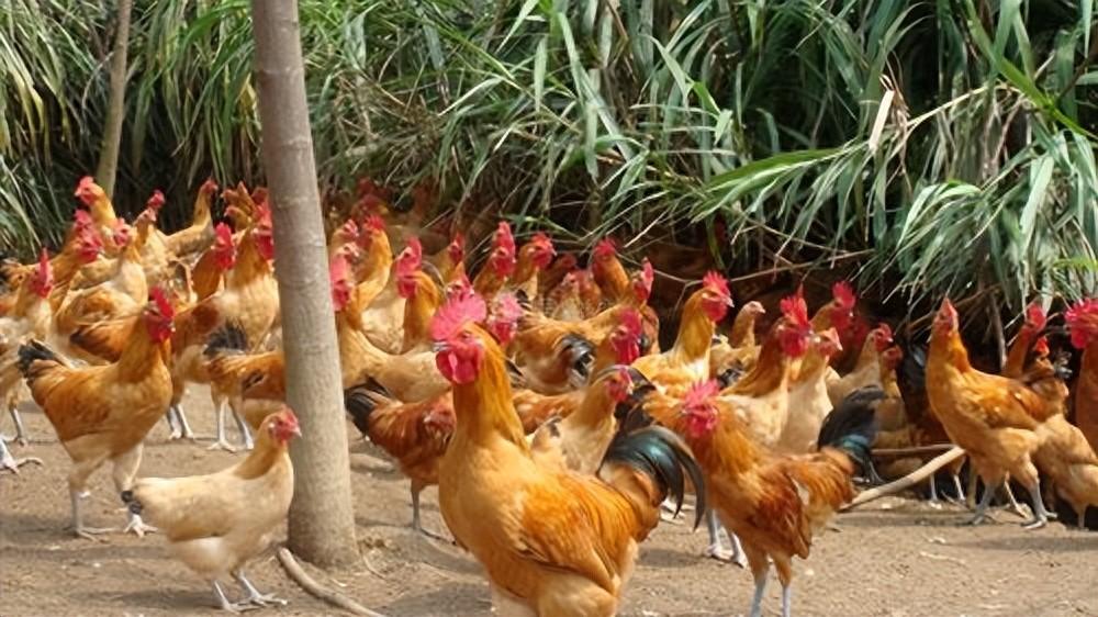 農村3種成本低但暴利的養殖項目，小成本收益穩定