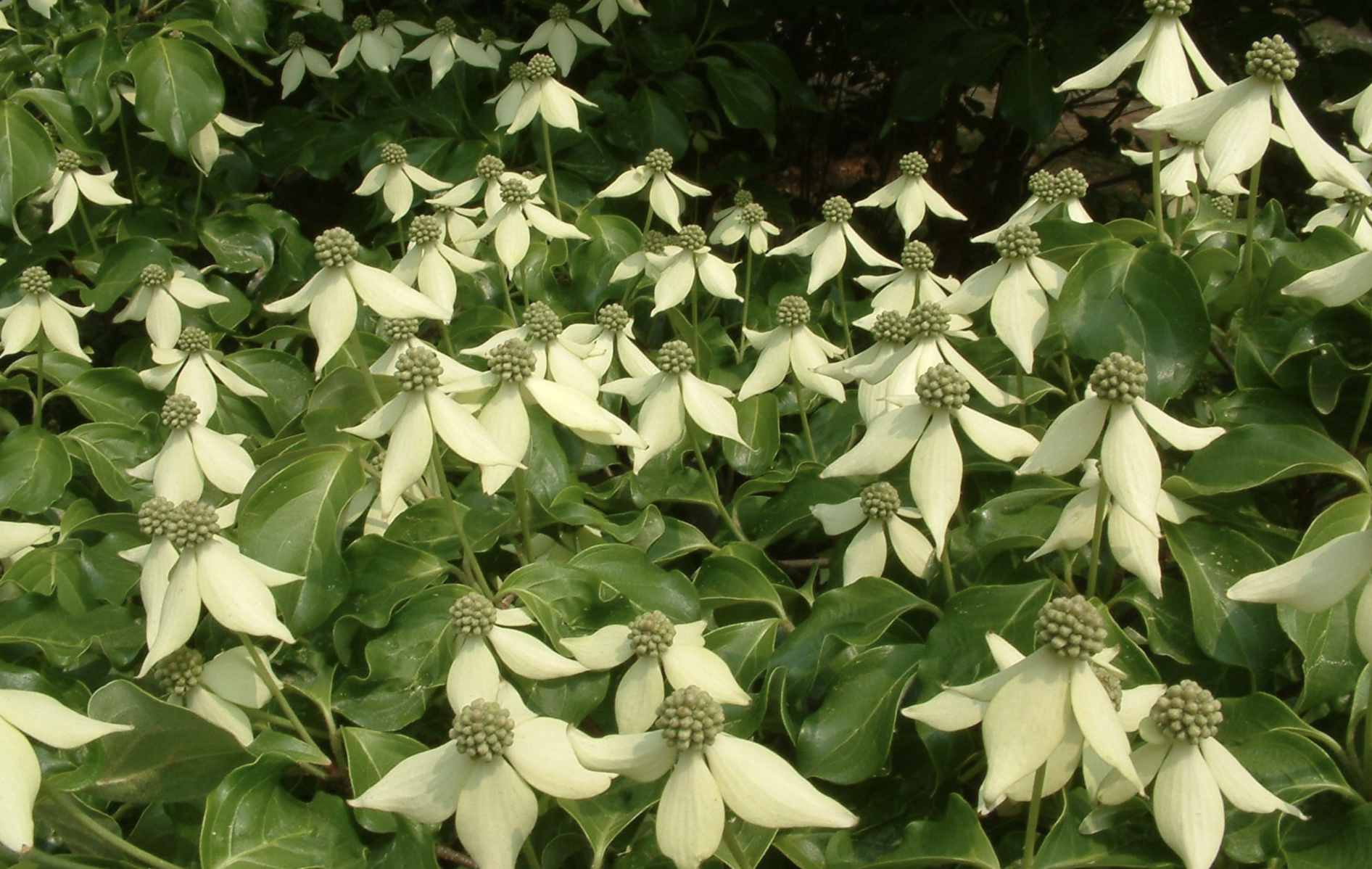 四照花介紹，帶你認識四照花的特點(diǎn)