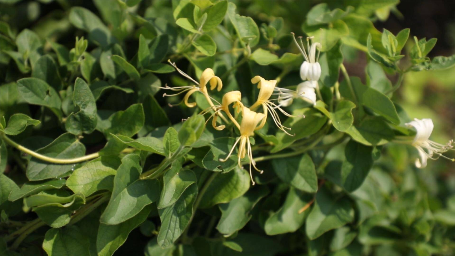 金銀花烘干的方法，保持花的色澤和功效